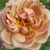 Galben - Trandafir pentru straturi Floribunda - Café®